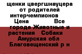 щенки цвергшнауцера от родителей интерчемпионов,   › Цена ­ 35 000 - Все города Животные и растения » Собаки   . Амурская обл.,Благовещенский р-н